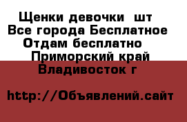 Щенки девочки 4шт - Все города Бесплатное » Отдам бесплатно   . Приморский край,Владивосток г.